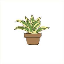 Line Drawing Of Potted Snake Plant
