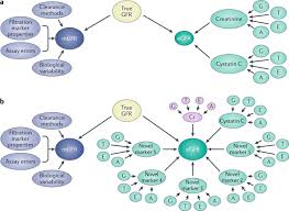 Estimated Glomerular Filtration Rate