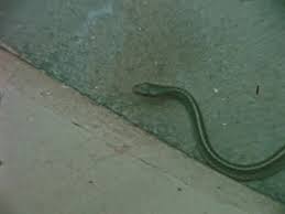 1960s Vintage Snake At The