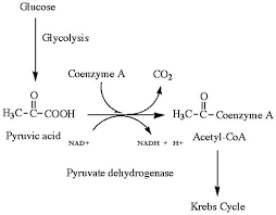 Chapter 11 Cellular Respiration