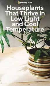 13 Houseplants That Thrive In Low Light