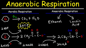 What Is The Difference Between Aerobic