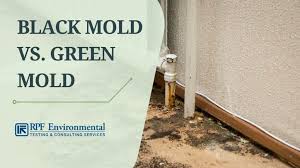 Black Mold Vs Green Mold Does Mold
