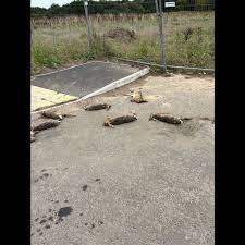 Bodies Of Nine Hares Found Dumped In
