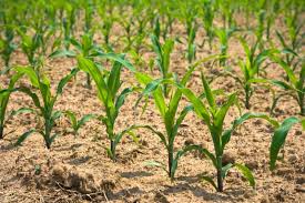 Kandy Sweet Corn Johnston Seed Company