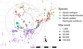 Battool Projecting Bat Populations