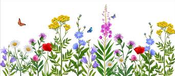 Wildflower Field Images Free