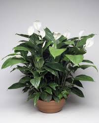 Eight Houseplants Toxic To Dogs That