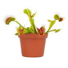 Altman Plants 3 In Venus Fly Trap