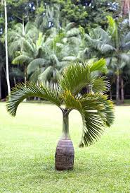 Bottle Palm Tree Varieties How To