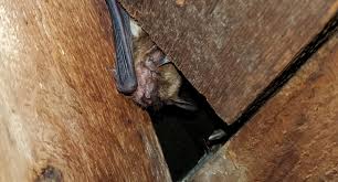 4 Signs You Have A Bat Infestation In