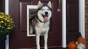Choosing The Best Dog Door Lowe S
