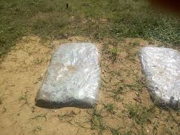 Solarization For Weed Control Dyck