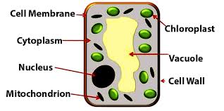 Photosynthesis In Higher Plants Learn