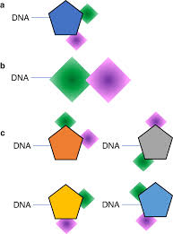 Diversity Oriented Synthesis Encoded By