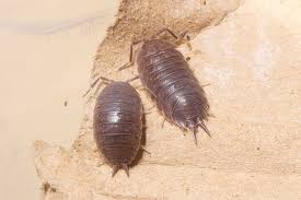 7 Common Pests In Northern Virginia And