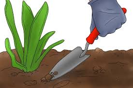 Garden Trowel To Dig A Hole For A Plant