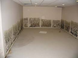 Killing Basement Mold And Mildew