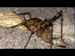 Camel Crickets Invading Tri State Area