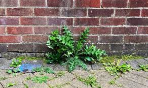 Kill Paving Slab Weeds With Effective