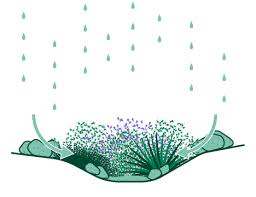 Plants Sustainable Defensible Space