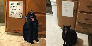 funniest internet famous cat pics