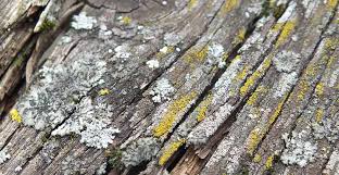 Remove Lichen On Outdoor Surfaces