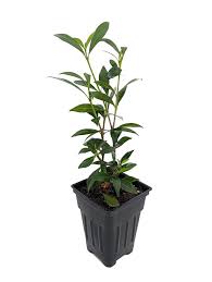 Dwarf Gardenia Plant Gardenia
