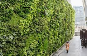 Green Walls Good Or Bad For The