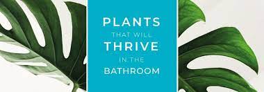Plants Best For The Bathroom Big
