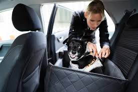Protect Your Car S Backseat From Pets