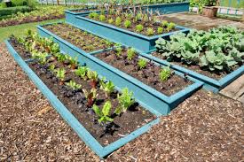 How To Start A Vegetable Garden