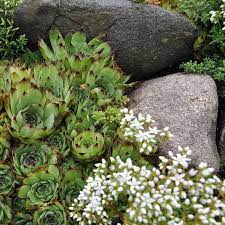 Large Rocks For Landscaping Sunshine Coast