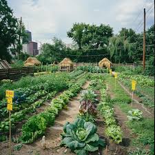5 Thriving Urban Community Garden Tidy