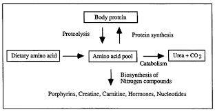 Protein Turnover Ammonia Metabolism