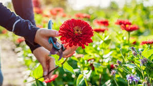 Best Zinnias For Cutting Pick Your