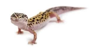 Should Kill Geckos In Your House