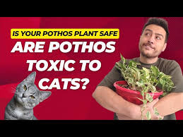 Is Pothos Toxic To Cats The Truth And