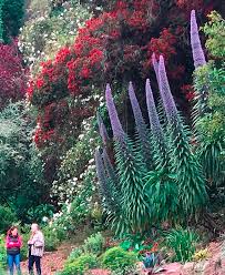 Echium Pininana Urban Jungle Plant