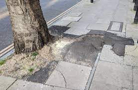 Pavement Damage From Tree Roots