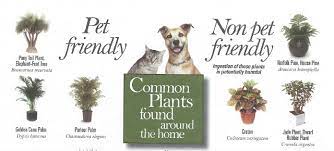 Pet Friendly Plants And Toxic Plants To
