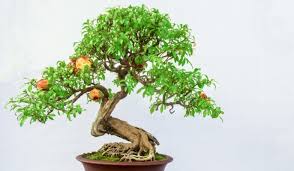 Bonsai Plants How To Make And Maintain