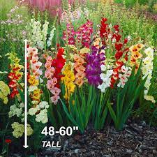 Garden State Bulb Rainbow Mix Gladiolus Flower Bulbs 10 12cm Bag Of 25