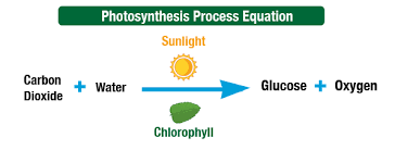The Process Of Photosynthesis Student