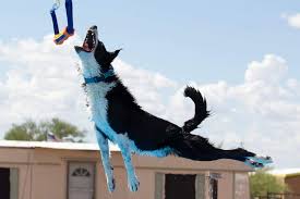 dock diving for dogs a canine sport