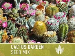Cactus Seed Garden Mix Heirloom Seeds