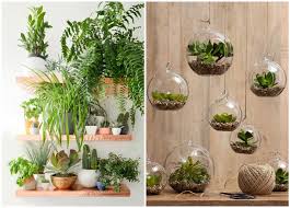Decorate Your Home With Indoor Plants