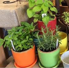 Growing Herbs As Houseplants