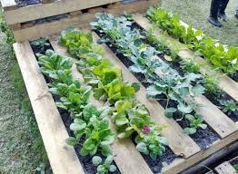 How To Make A Wood Pallet Garden New