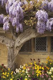 Growing Wisteria
